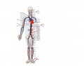 Circulatory System - Major Arteries