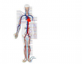 Circulatory System - Major Veins