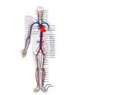 Circulatory System - Major Veins