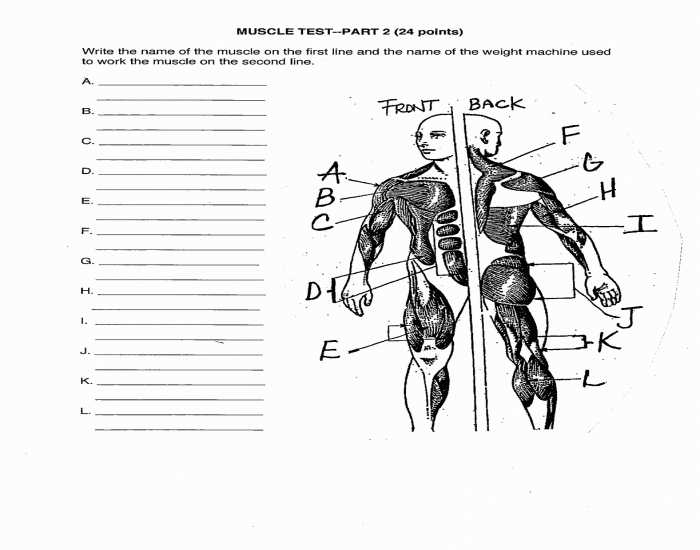 Muscle Test Quiz