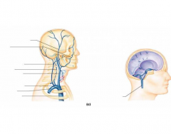 Planes of Body Quiz