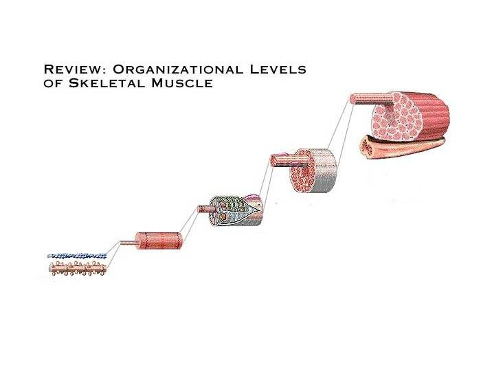 Skeletal Muscle Identification Quiz