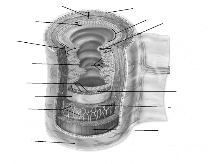 Gastrointestinal Tract Quiz