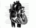Heart Identification