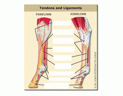 Tendons and Ligaments of the Horse Limb