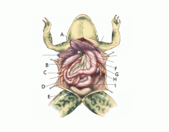 Frog Internal