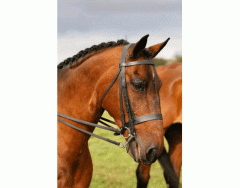 Parts of a double Bridle - horse - DOT QUIZ - EASY