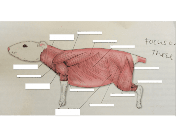 Rat Muscles Lateral View of Rat: Muscles Quiz