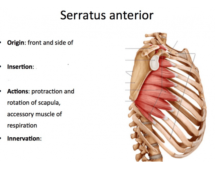 serratus posterior superior origin and insertion