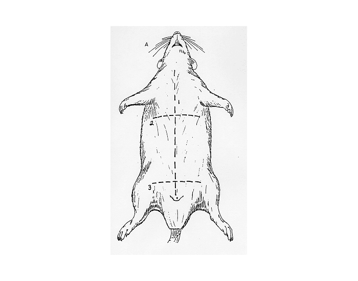 Rat Rear View Rat External Anatomy Quiz