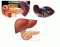 Liver and Pancreas Parts