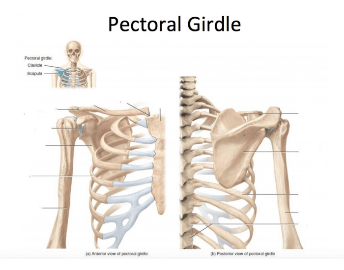 Anterior View of Pectoral Girdle Quiz