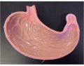Stomach Parts