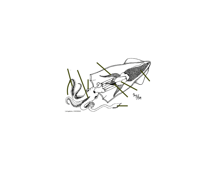 Squid Internal Anatomy (Female) Quiz