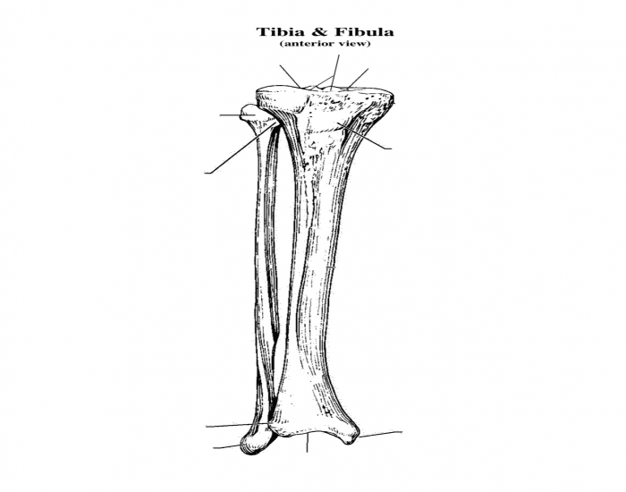Tibia and Fibula landmarks (anterior view) — Printable Worksheet