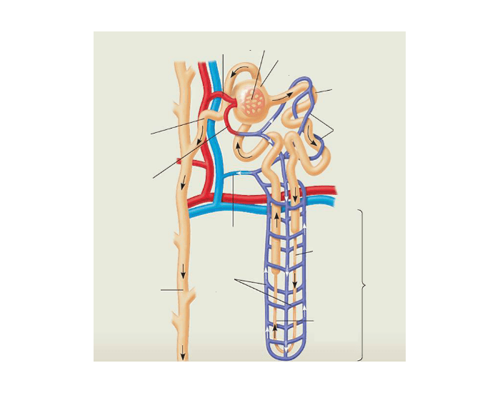 Nephron Worksheet.pdf Nephron Organization — Printable Worksheet