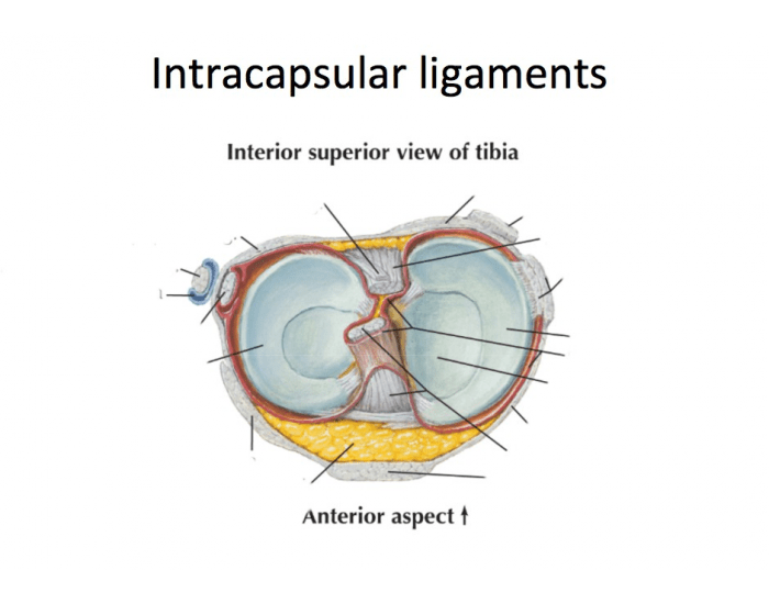 Intracapsular Intracapsular ligaments Quiz