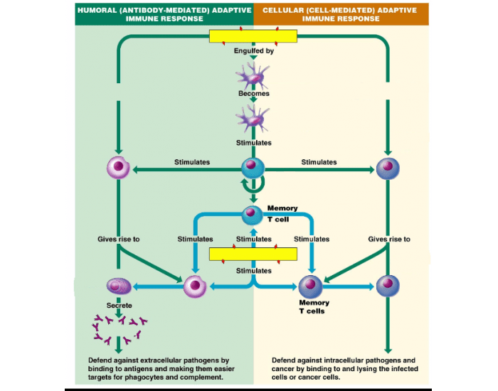 Humoral vs Cell-Mediated Immunity