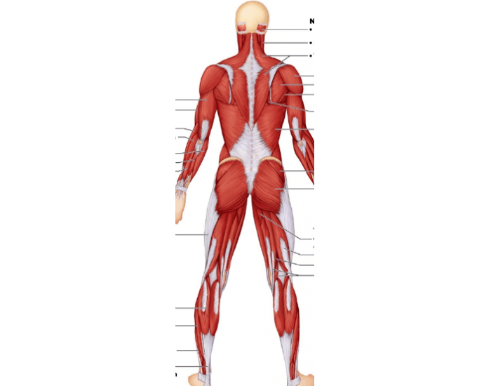 Posterior View of the muscles — Printable Worksheet Posterior View of the muscles — Printable Worksheet