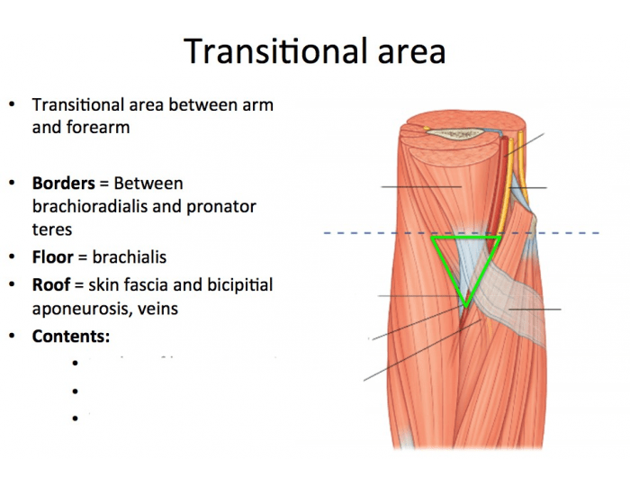 Transitional Area Transitional area Quiz