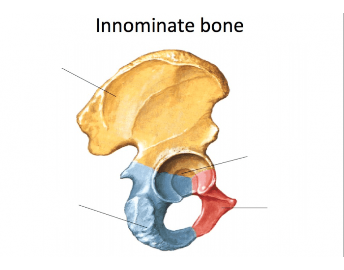 Innominate bone Quiz
