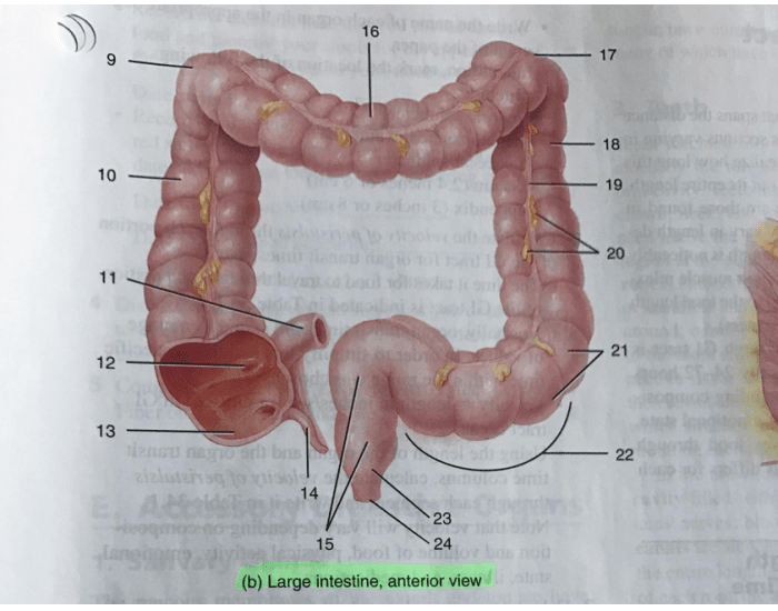 Large intestine anterior view Quiz