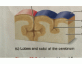 Lobes & Sulci of Cerebrum
