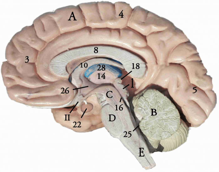 Brain Anatomy model simple Quiz