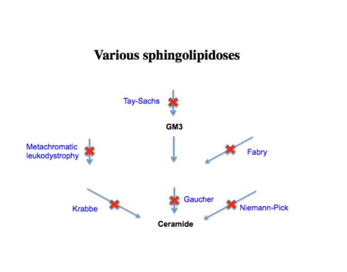 SLE Criteria (SOAP BRAIN MD) Quiz