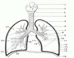 Lower Respiratory Tract