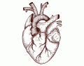 ECCA Ch.13 Heart