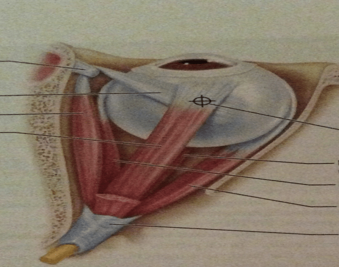 Superior View Eye Muscles Quiz