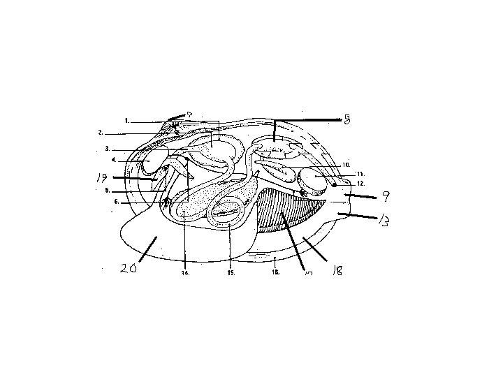 Clam Diagram Part II Quiz