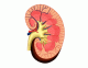 Label the kidney