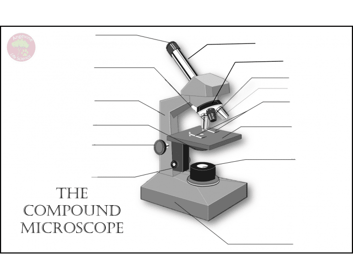 Compound Microscope Diagram Game