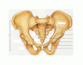 Hip Anatomy