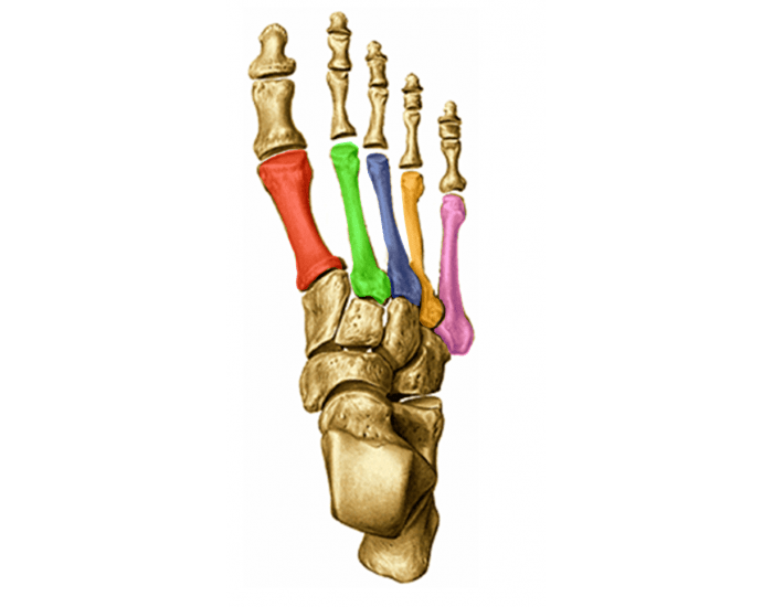 Pé - Anatomia Óssea Quiz