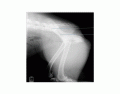 Lateral pelvis x-ray