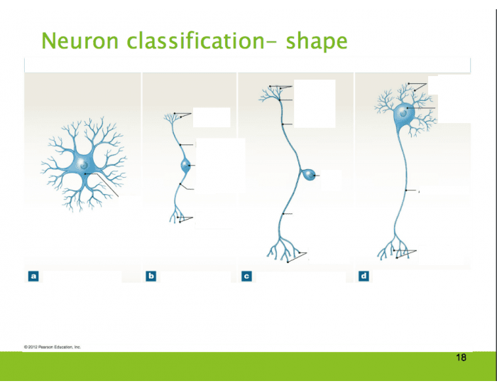 Neuron Shape Canopy Neuron Classifications - shape Quiz