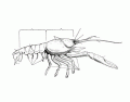 External Crayfish Anatomy 