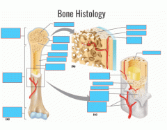Bone Hiztology
