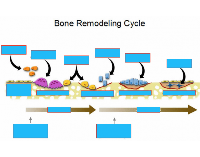 Bone Remodeling Quiz at Kellie Jackson blog