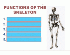 Fxns of the Skeleton (boo!)
