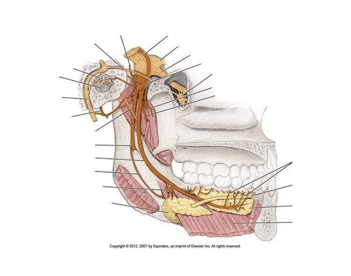 Mandibular nerve Quiz