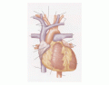 Heart - anterior