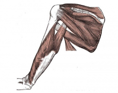Shoulder muscels (latin)