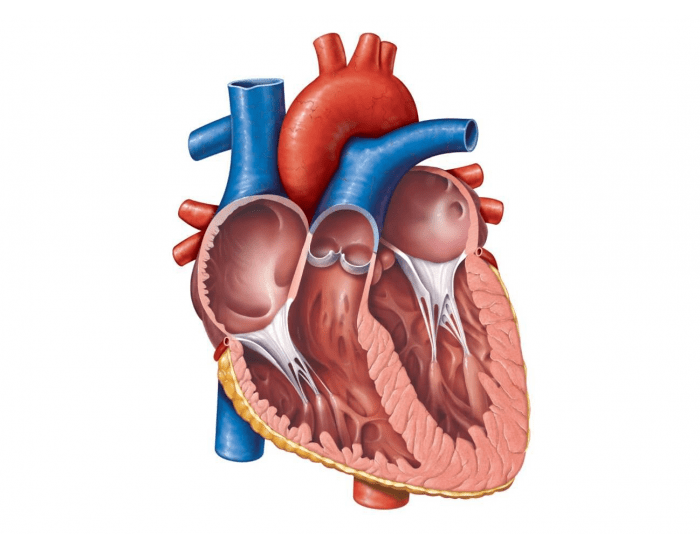 Anatomy of the Human Heart (Complex)--(INCOMPLETE) Quiz