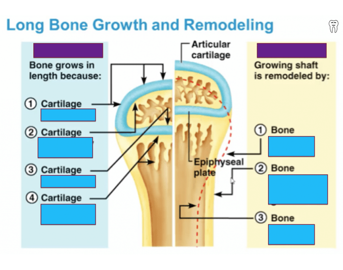 Long Bone Growth and Remodeling Quiz