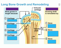 Long Bone Growth and Remodeling