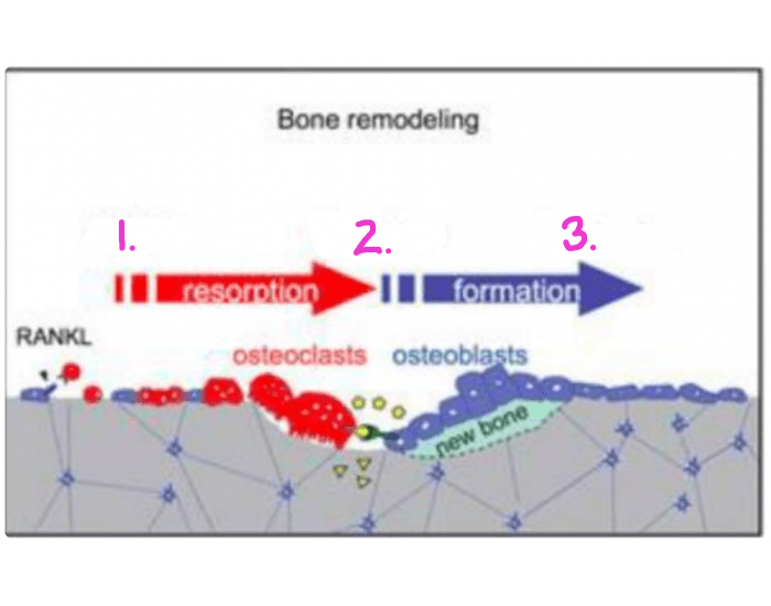 Bone remodeling Quiz